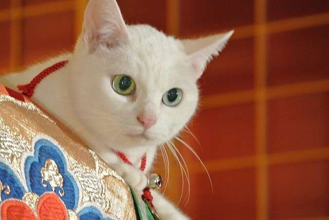 白猫画像トピ