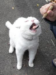 白猫画像トピ