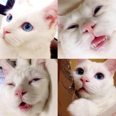 白猫画像トピ