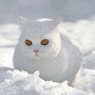 白猫画像トピ