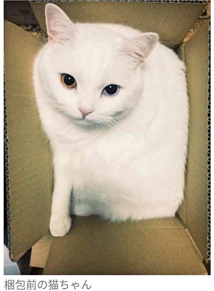 白猫画像トピ