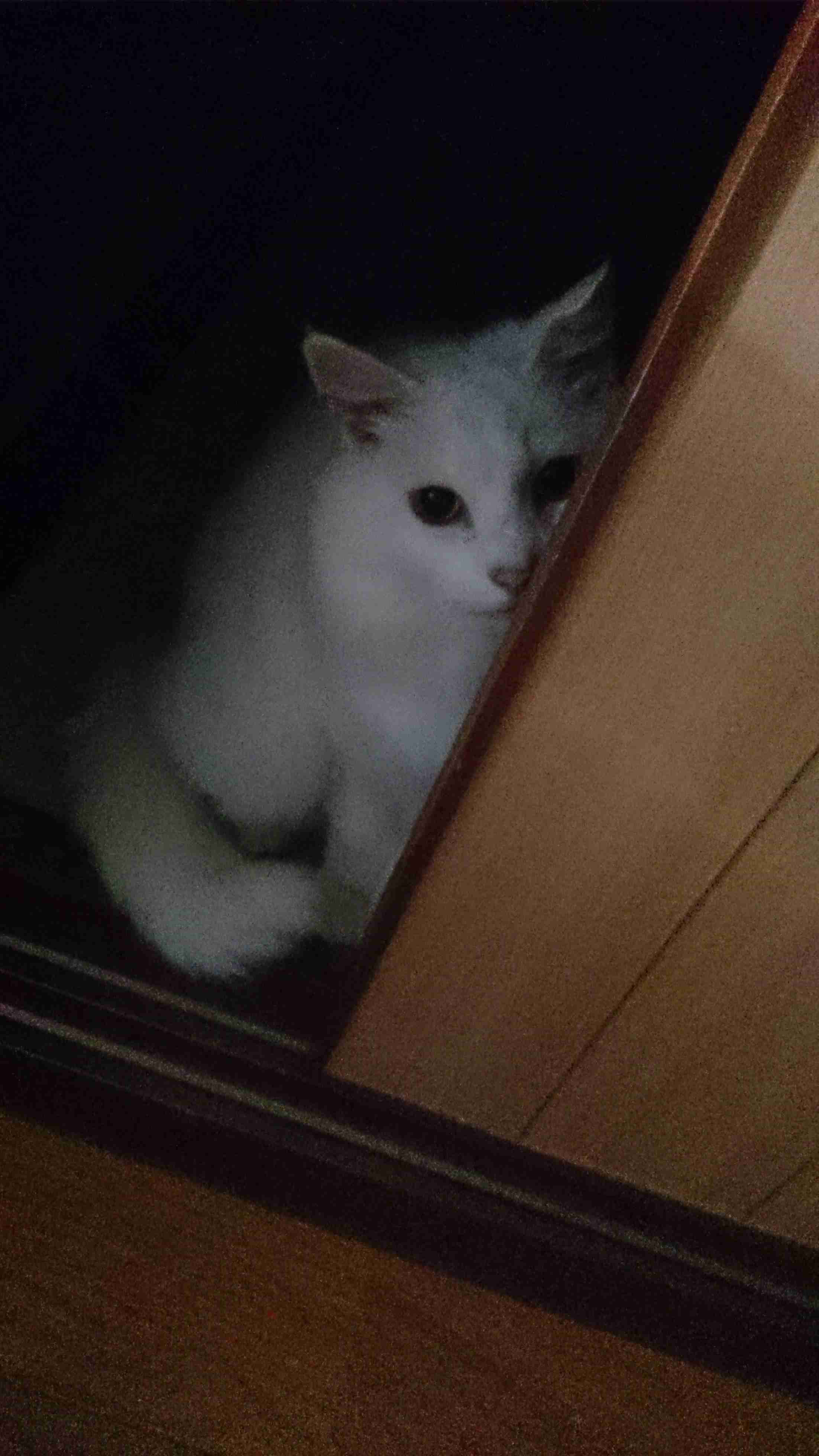 白猫画像トピ