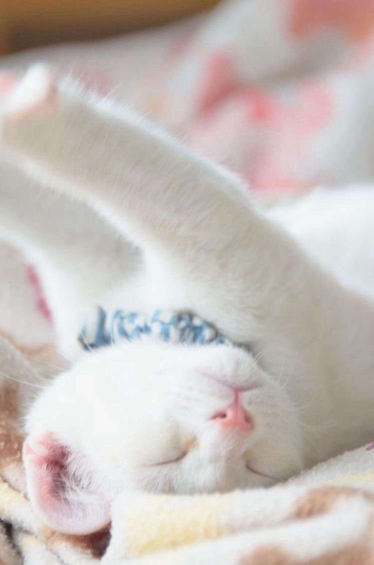 白猫画像トピ