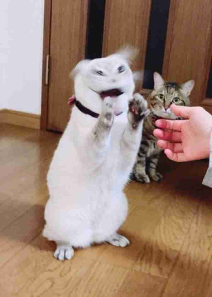 白猫画像トピ