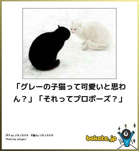 白猫画像トピ