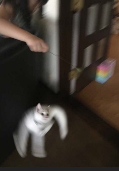 白猫画像トピ