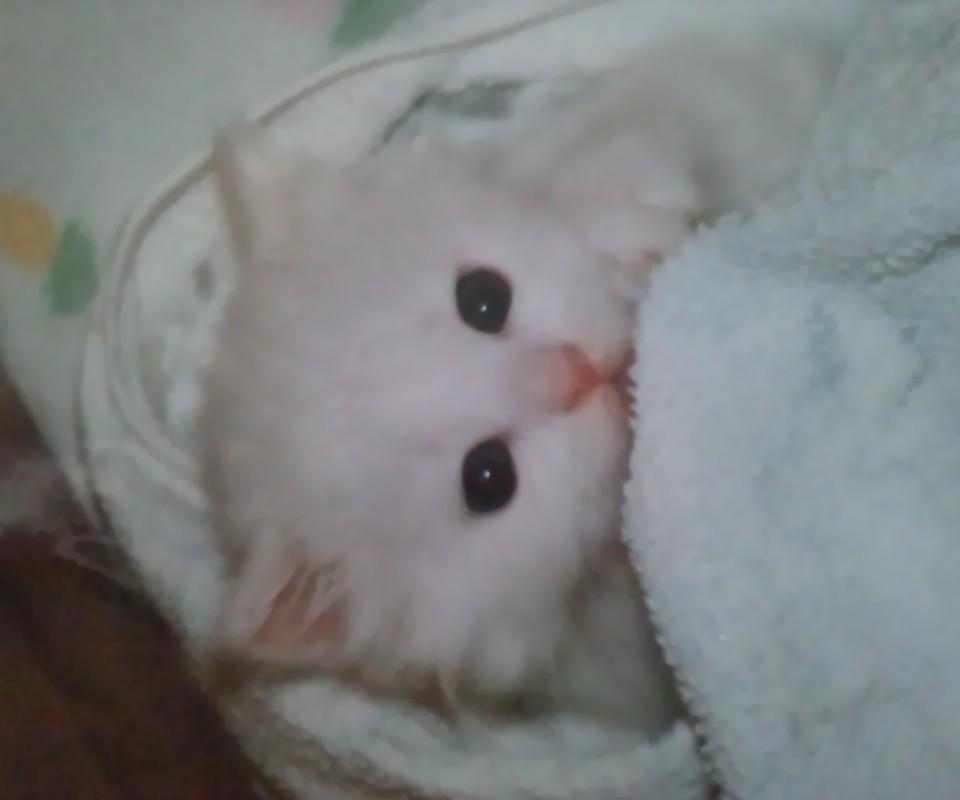 白猫画像トピ