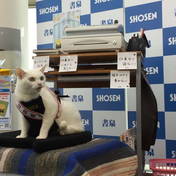 白猫画像トピ
