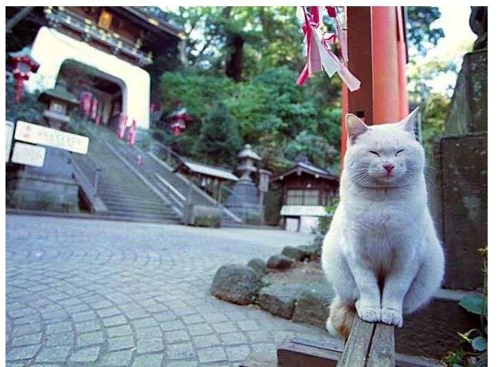 白猫画像トピ