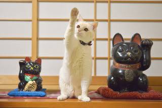 白猫画像トピ