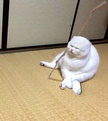 白猫画像トピ