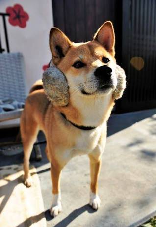 突っ込みどころ満載な画像を貼るトピ