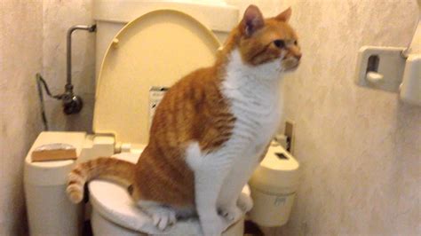 トイレトレーニングの進捗状況を報告しませんか?
