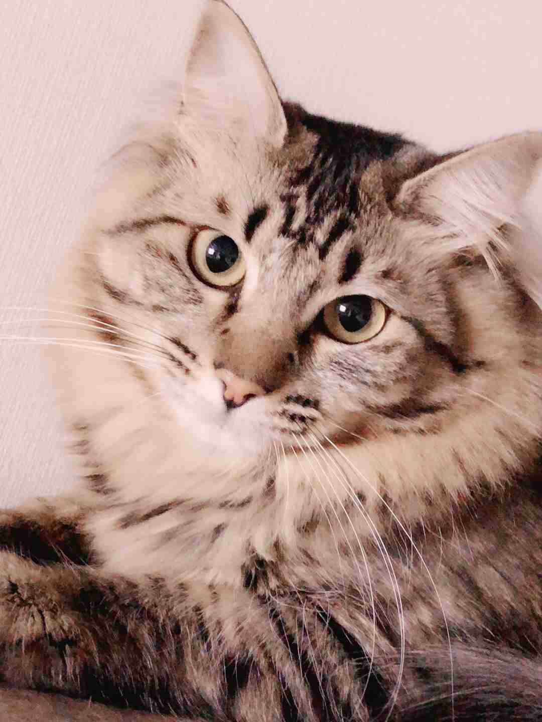 ペットの写真の撮り方を教えてください
