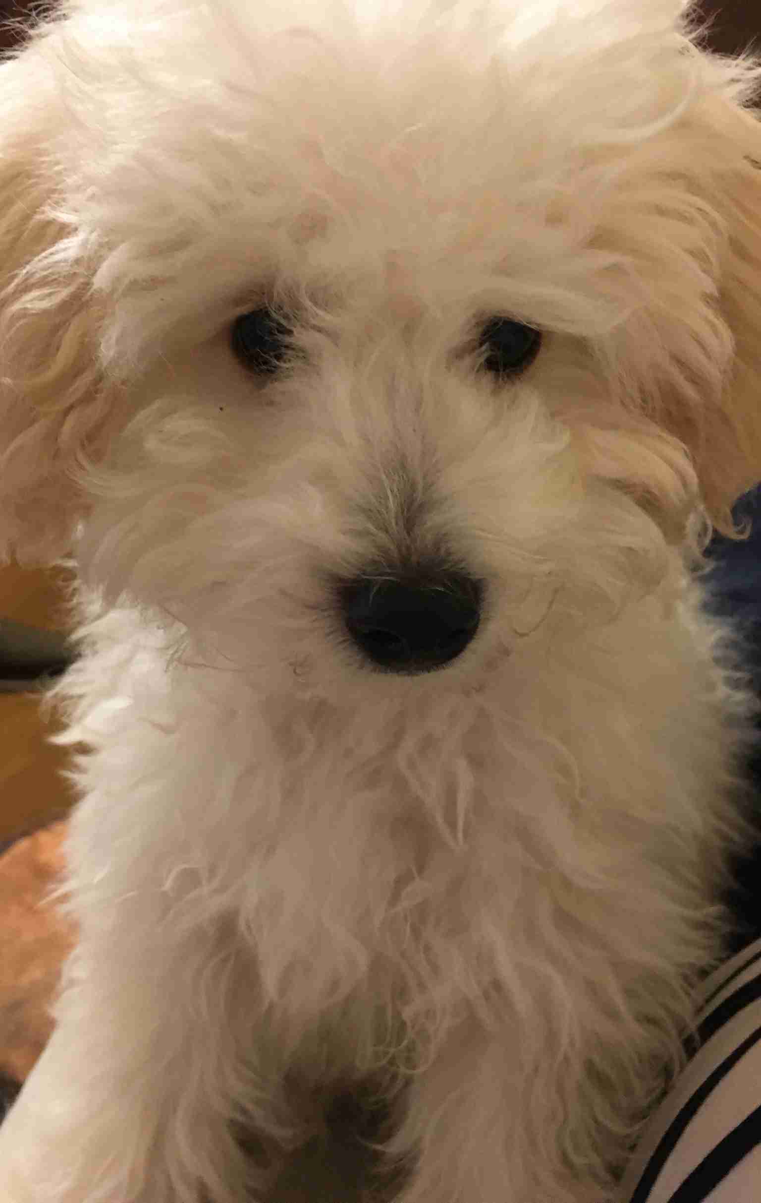 ペットの写真の撮り方を教えてください