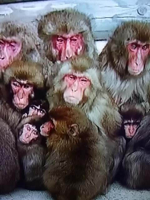 ペットの写真の撮り方を教えてください