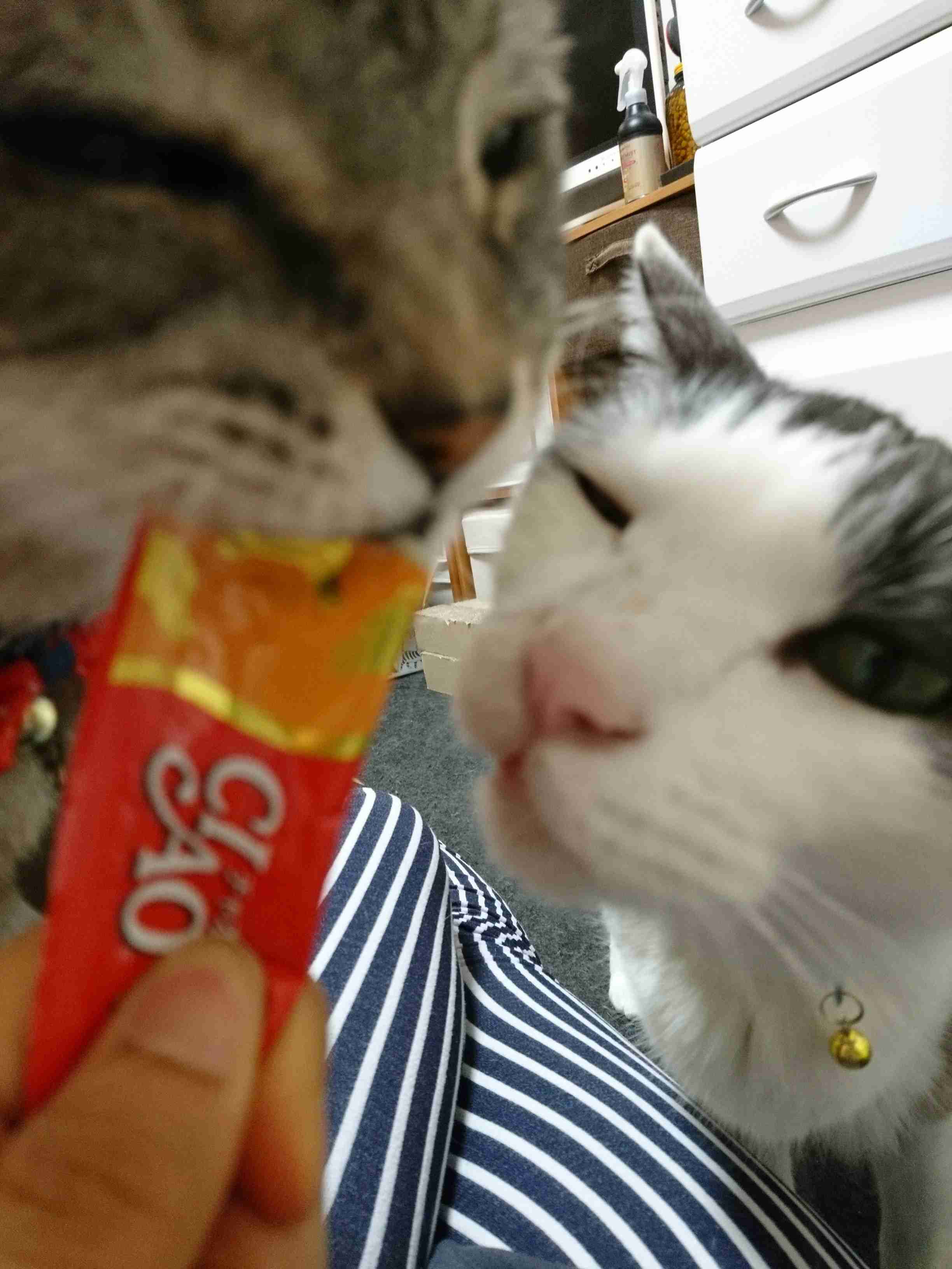 ペットの写真の撮り方を教えてください