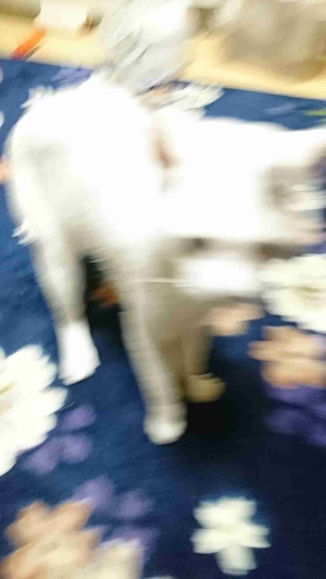 ペットの写真の撮り方を教えてください