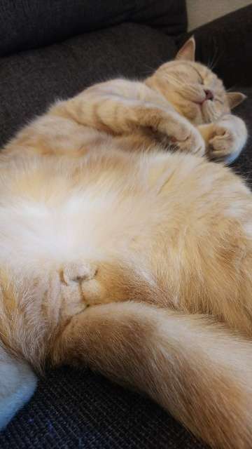 ペットの写真の撮り方を教えてください