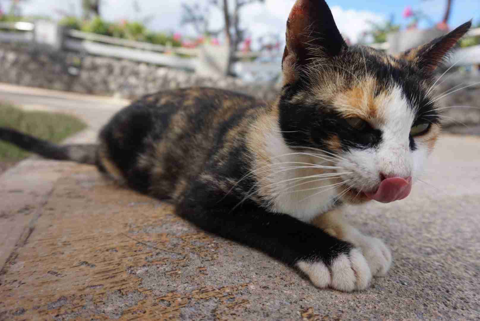 ペットの写真の撮り方を教えてください