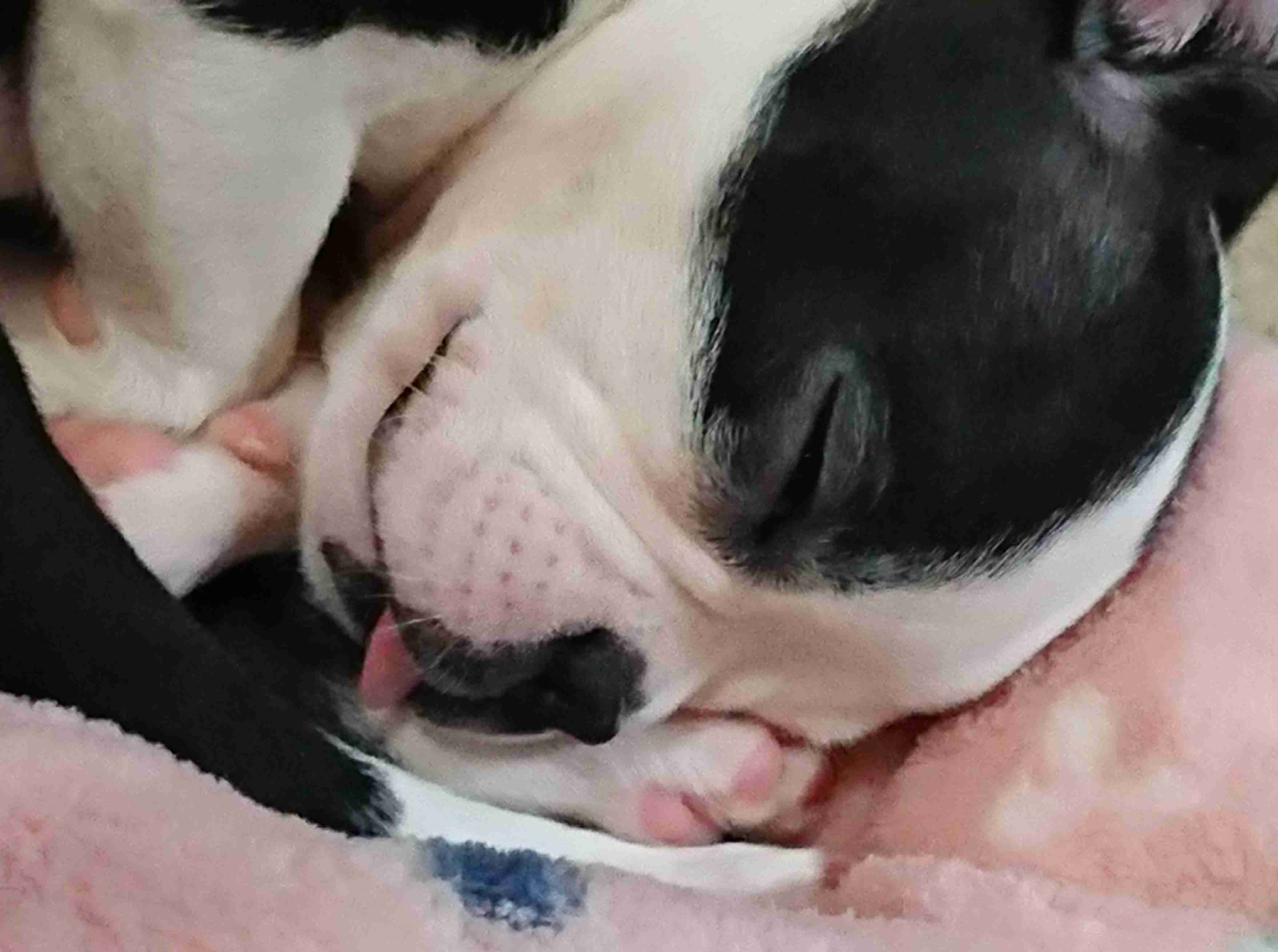 ペットの写真の撮り方を教えてください