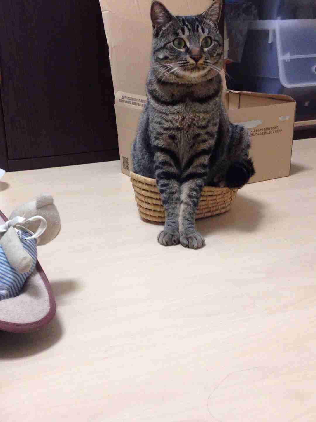ペットの写真の撮り方を教えてください