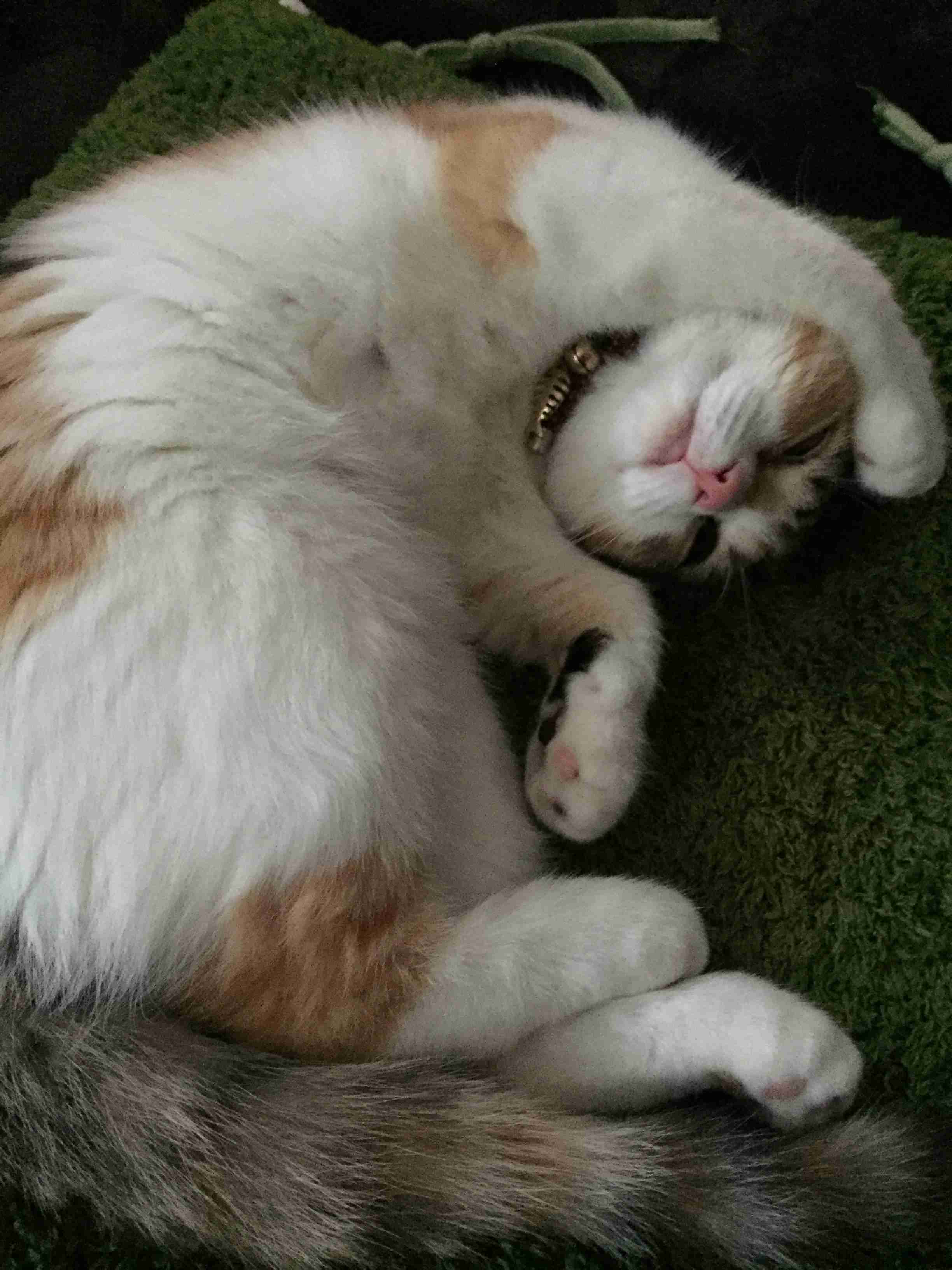 ペットの写真の撮り方を教えてください
