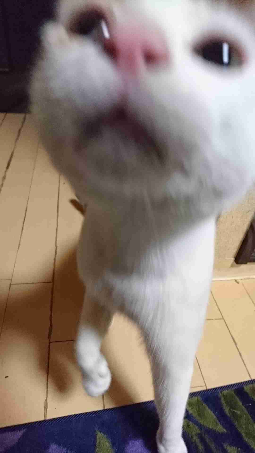 ペットの写真の撮り方を教えてください