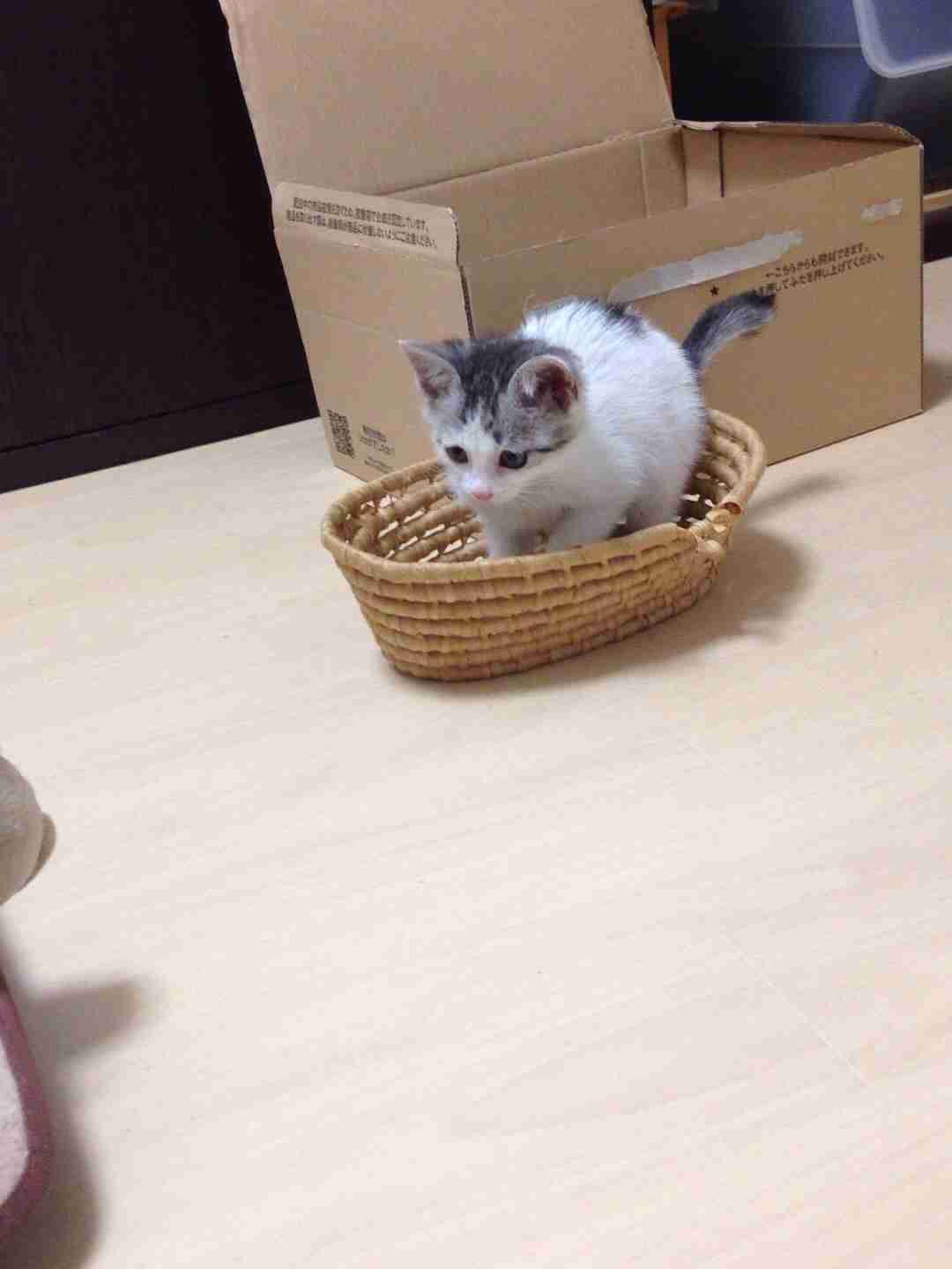 ペットの写真の撮り方を教えてください