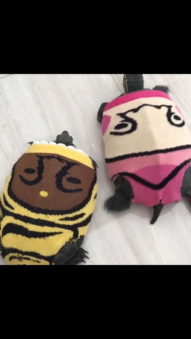 ペットの写真の撮り方を教えてください
