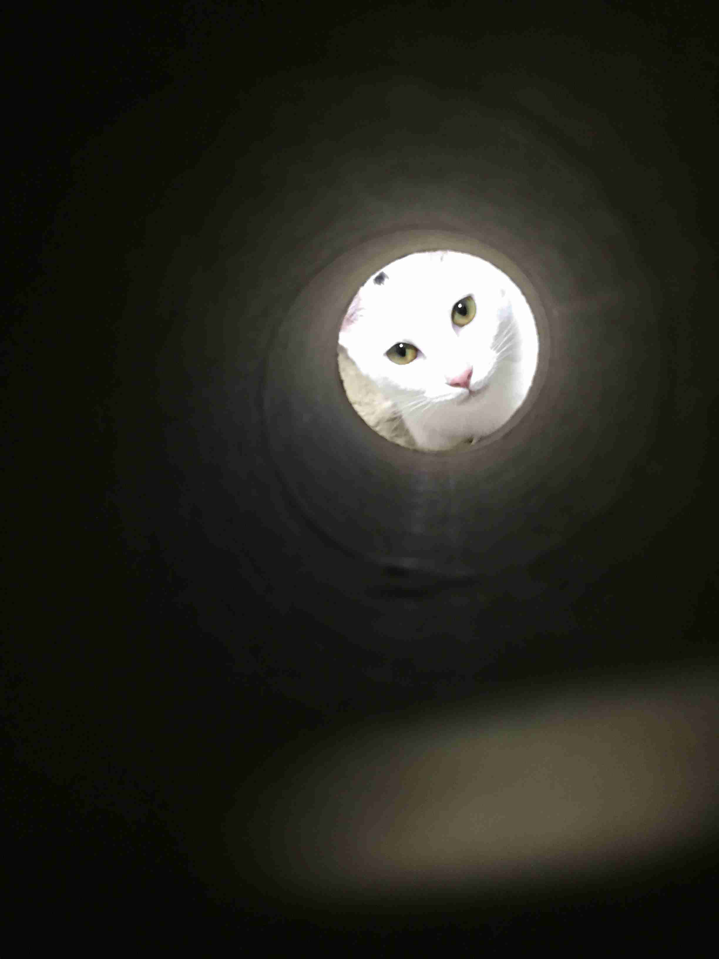 ペットの写真の撮り方を教えてください