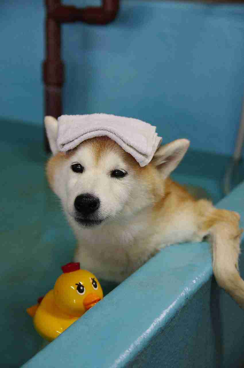 ペットの写真の撮り方を教えてください