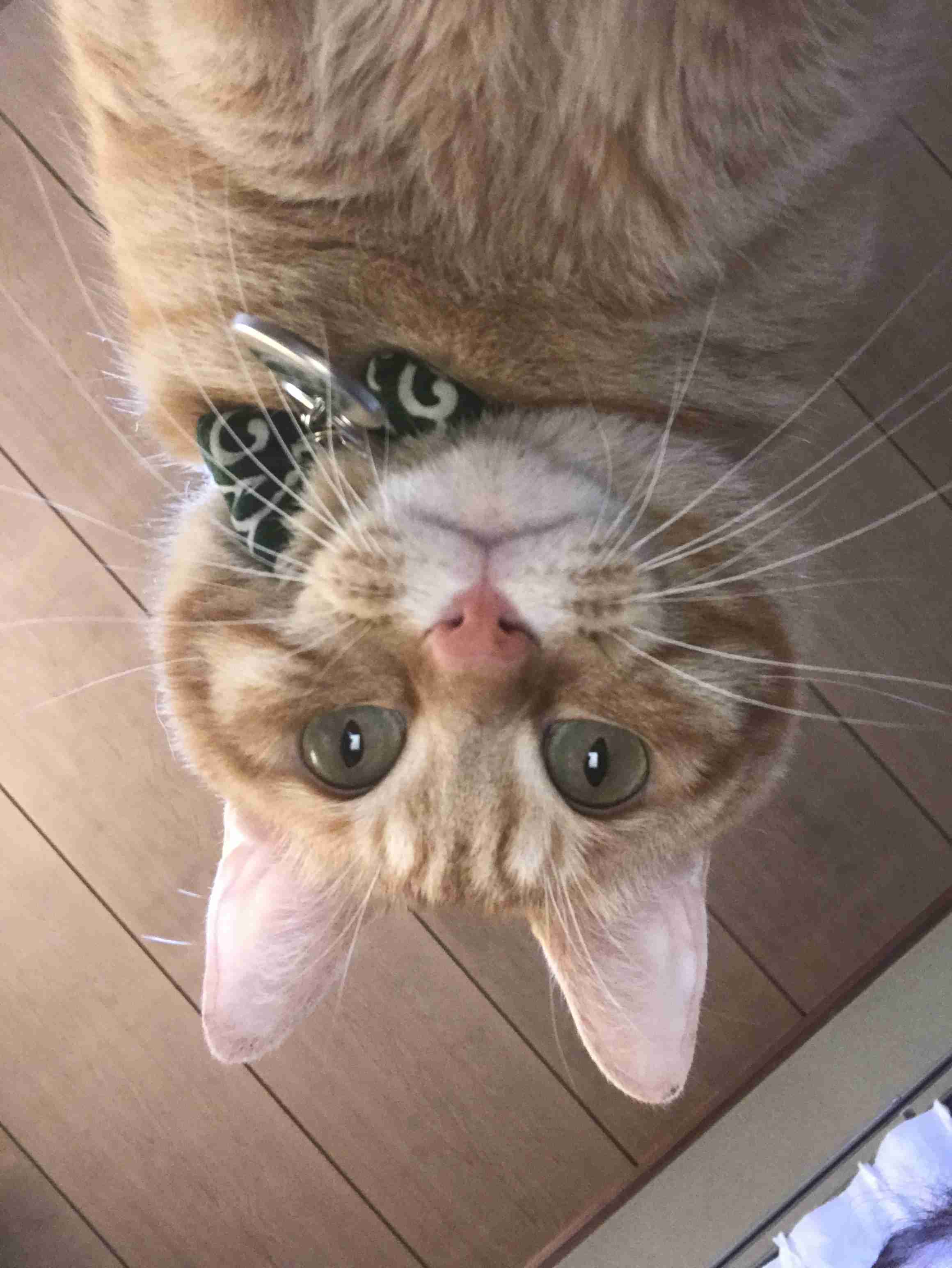 ペットの写真の撮り方を教えてください