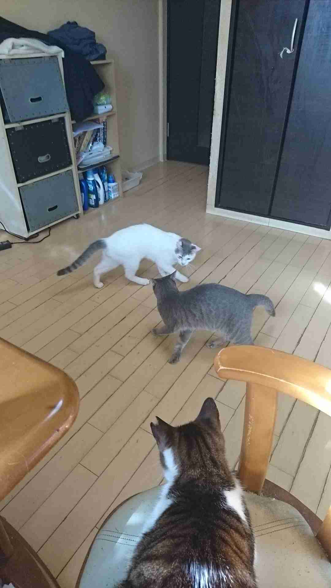ペットの写真の撮り方を教えてください