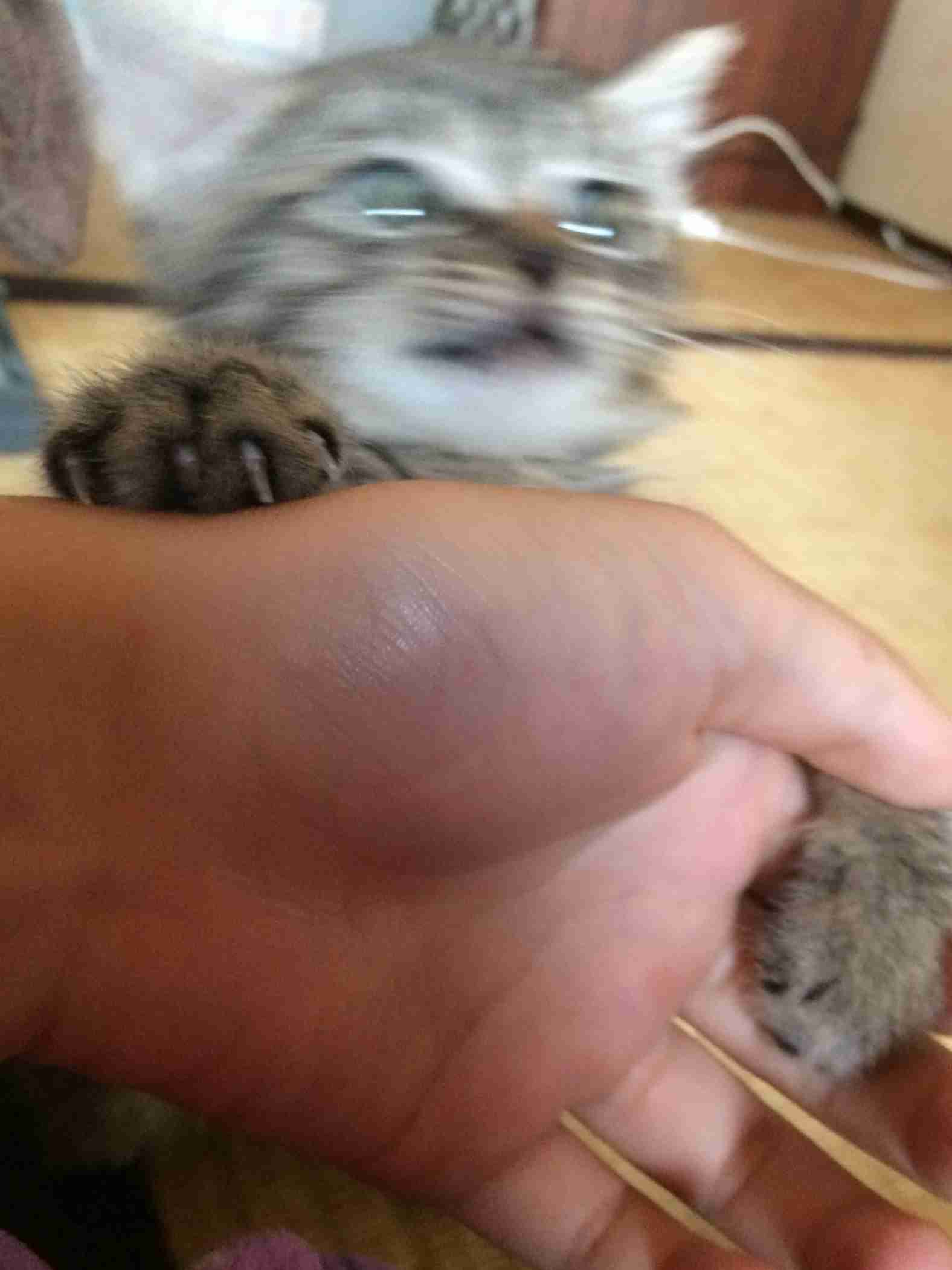 ペットの写真の撮り方を教えてください