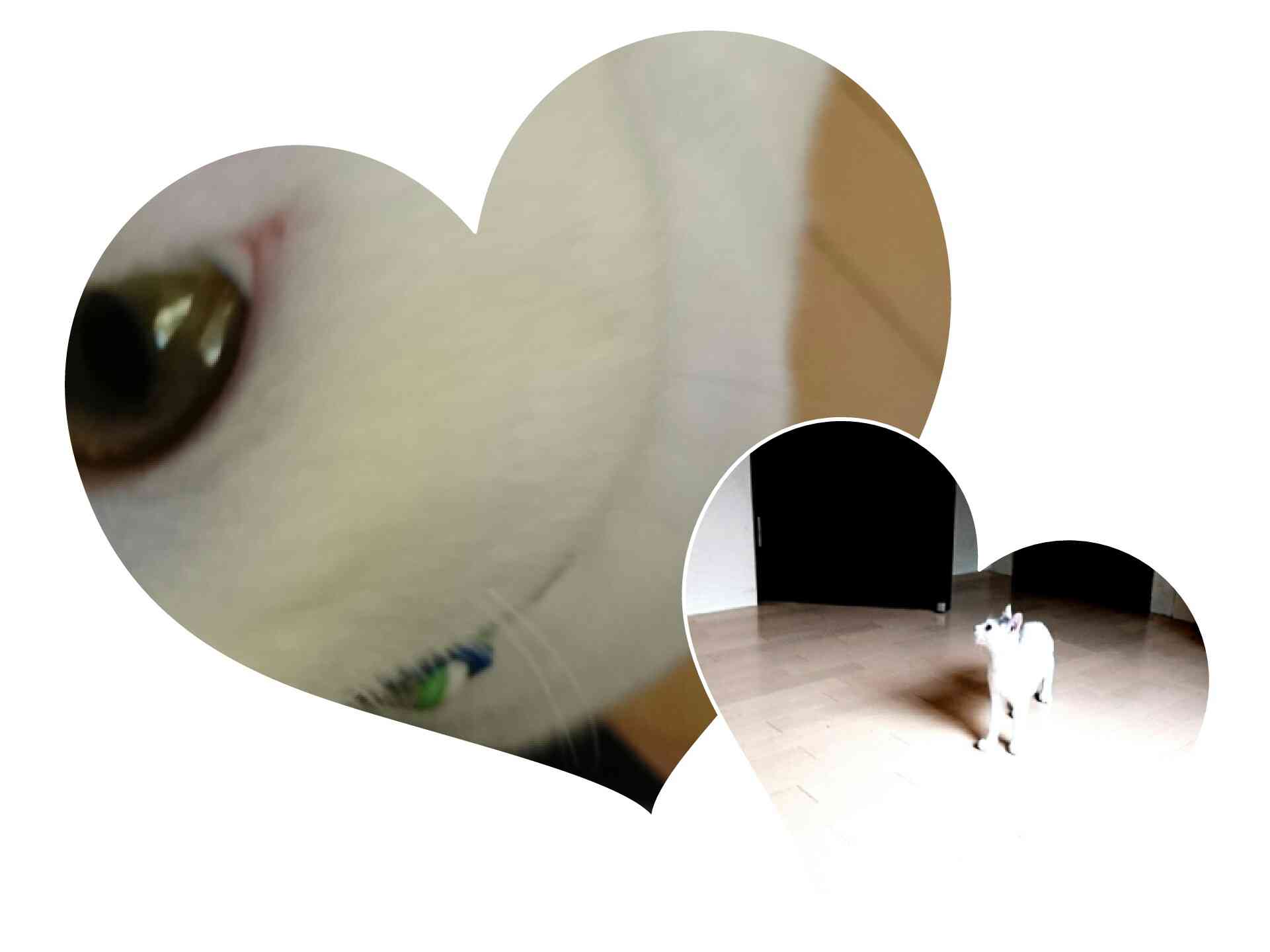 ペットの写真の撮り方を教えてください