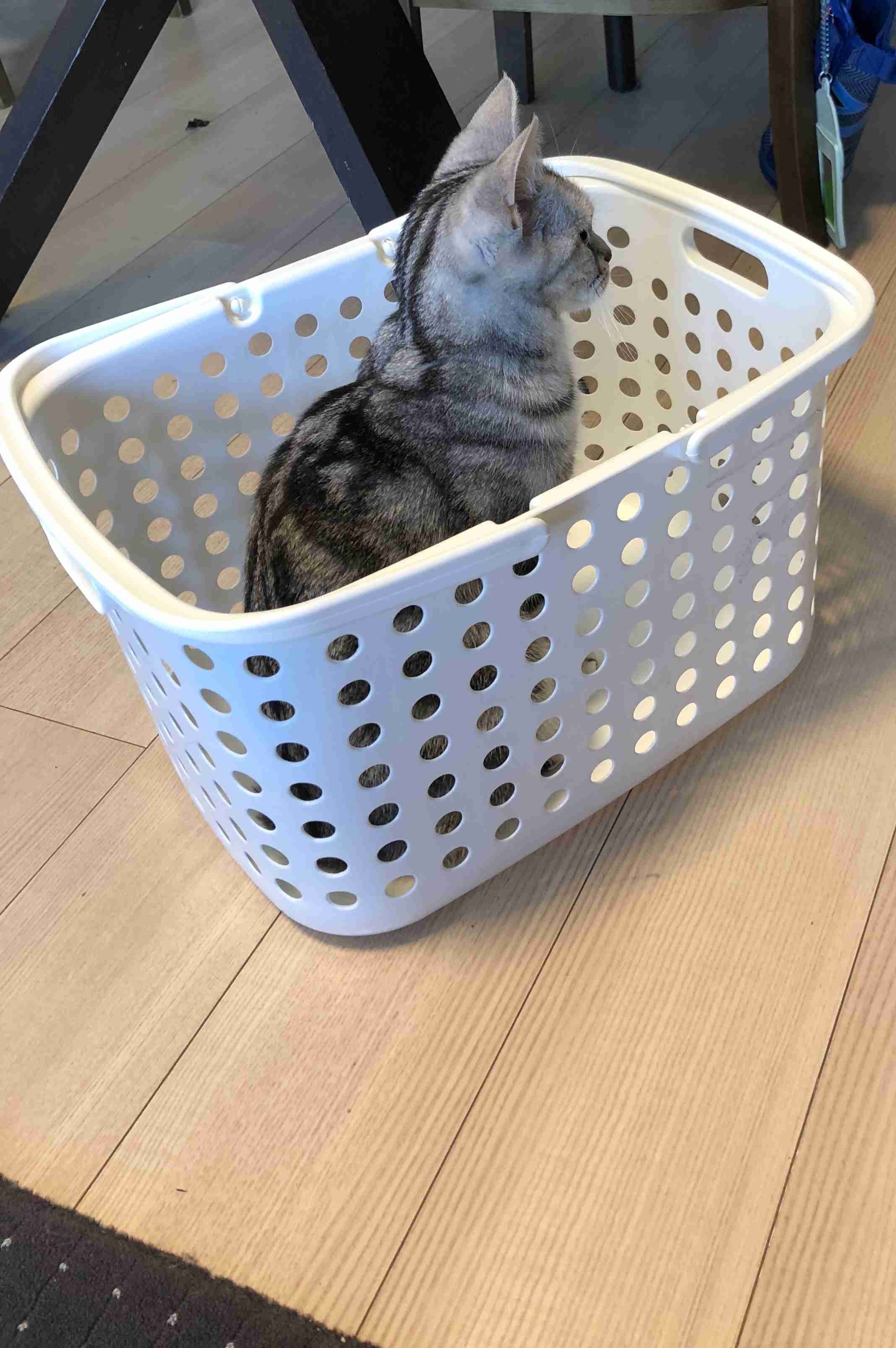 ペットの写真の撮り方を教えてください