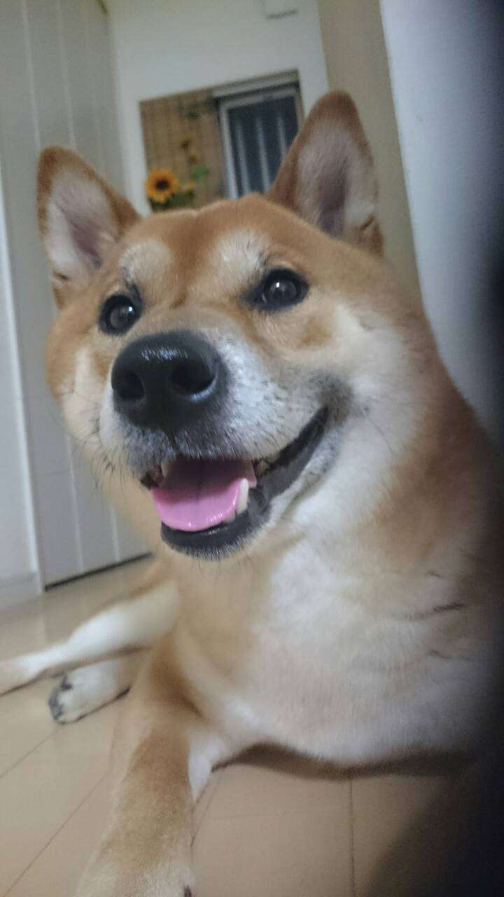 ペットの写真の撮り方を教えてください