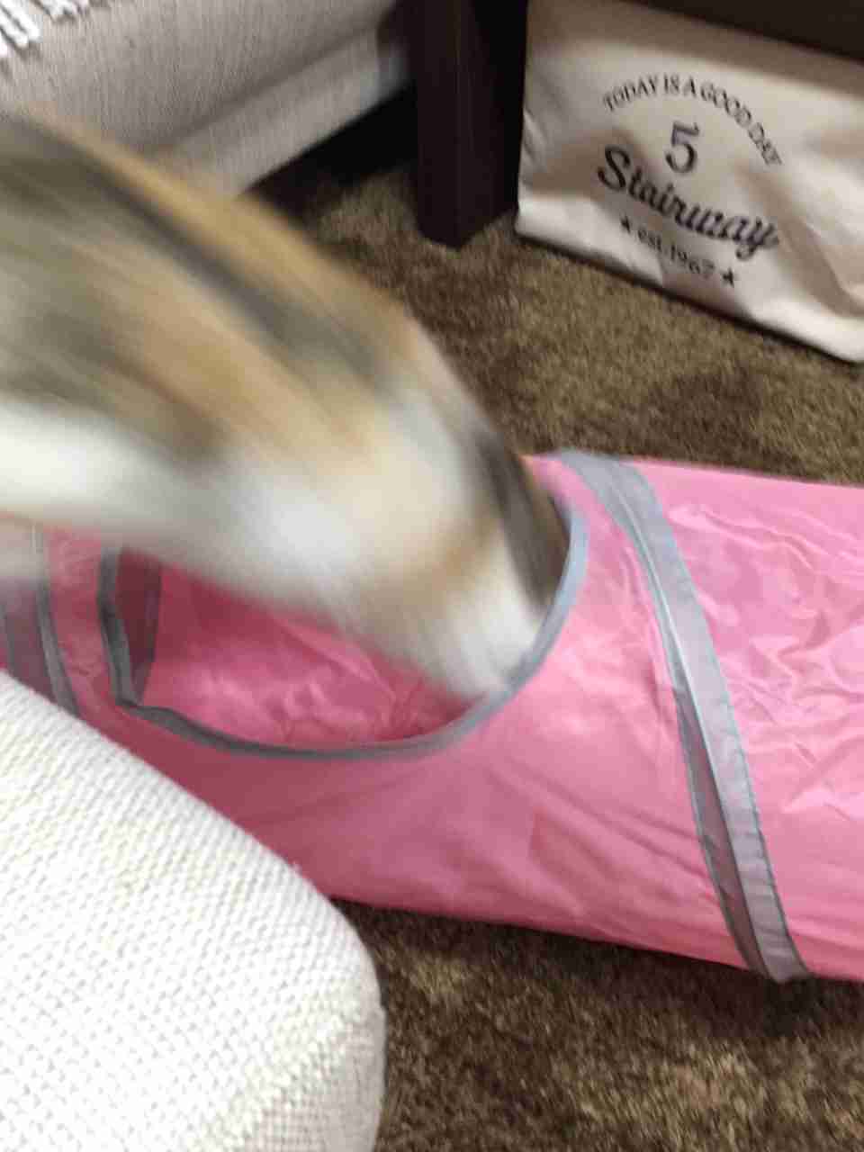 ペットの写真の撮り方を教えてください