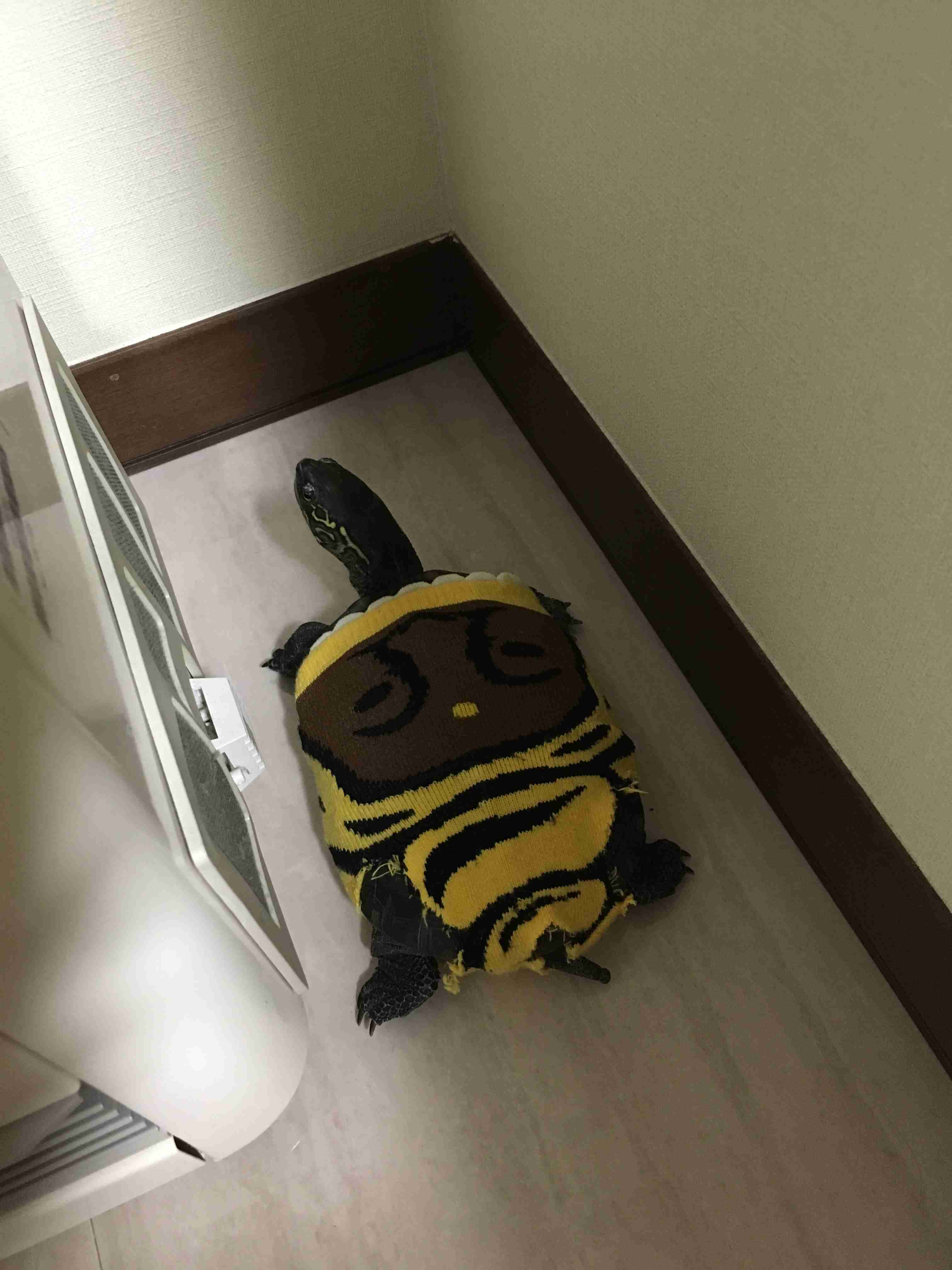 ペットの写真の撮り方を教えてください