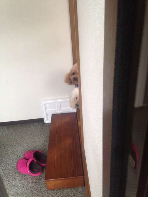 ペットの写真の撮り方を教えてください
