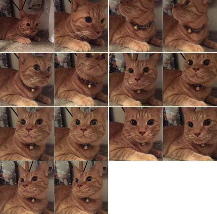 ペットの写真の撮り方を教えてください
