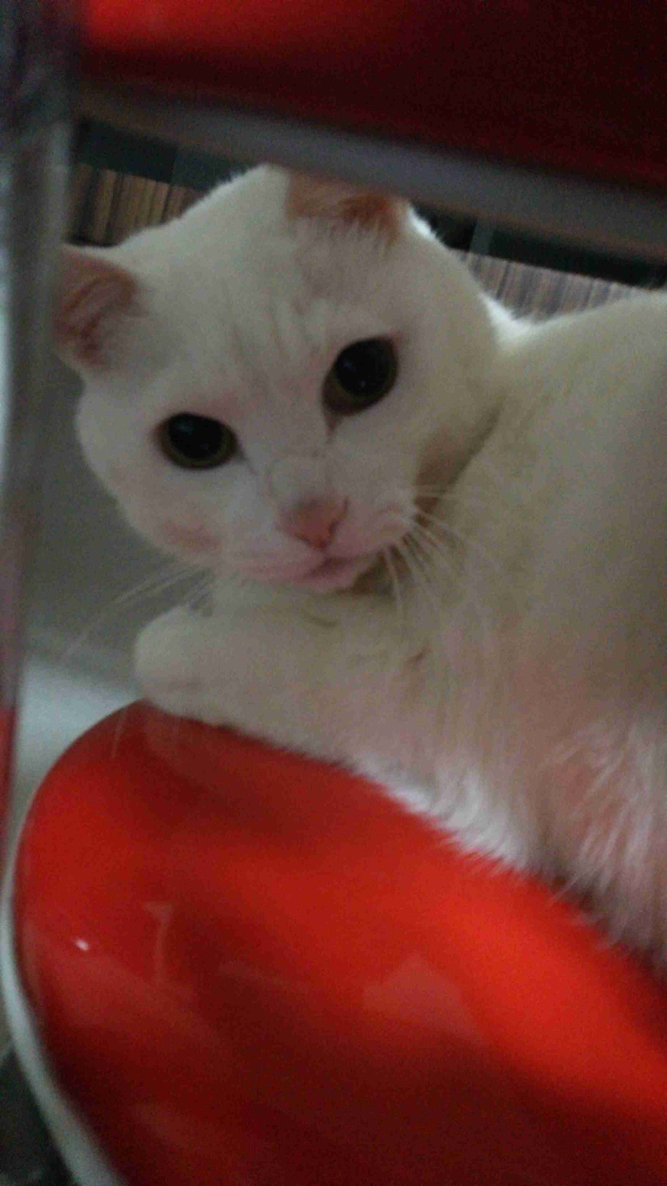 ペットの写真の撮り方を教えてください
