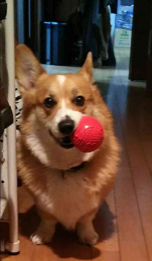 ペットの写真の撮り方を教えてください
