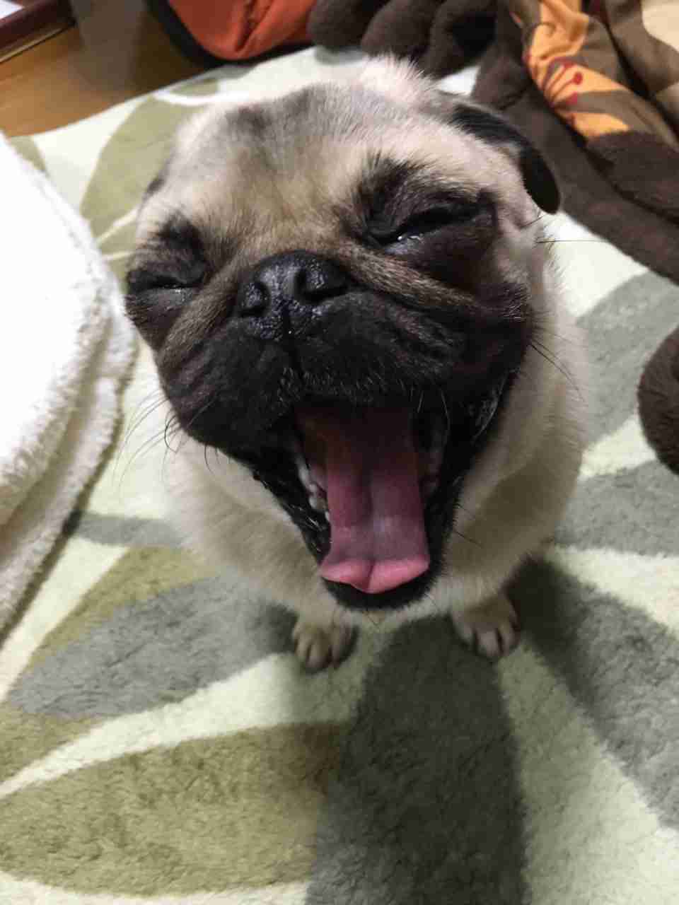 ペットの写真の撮り方を教えてください