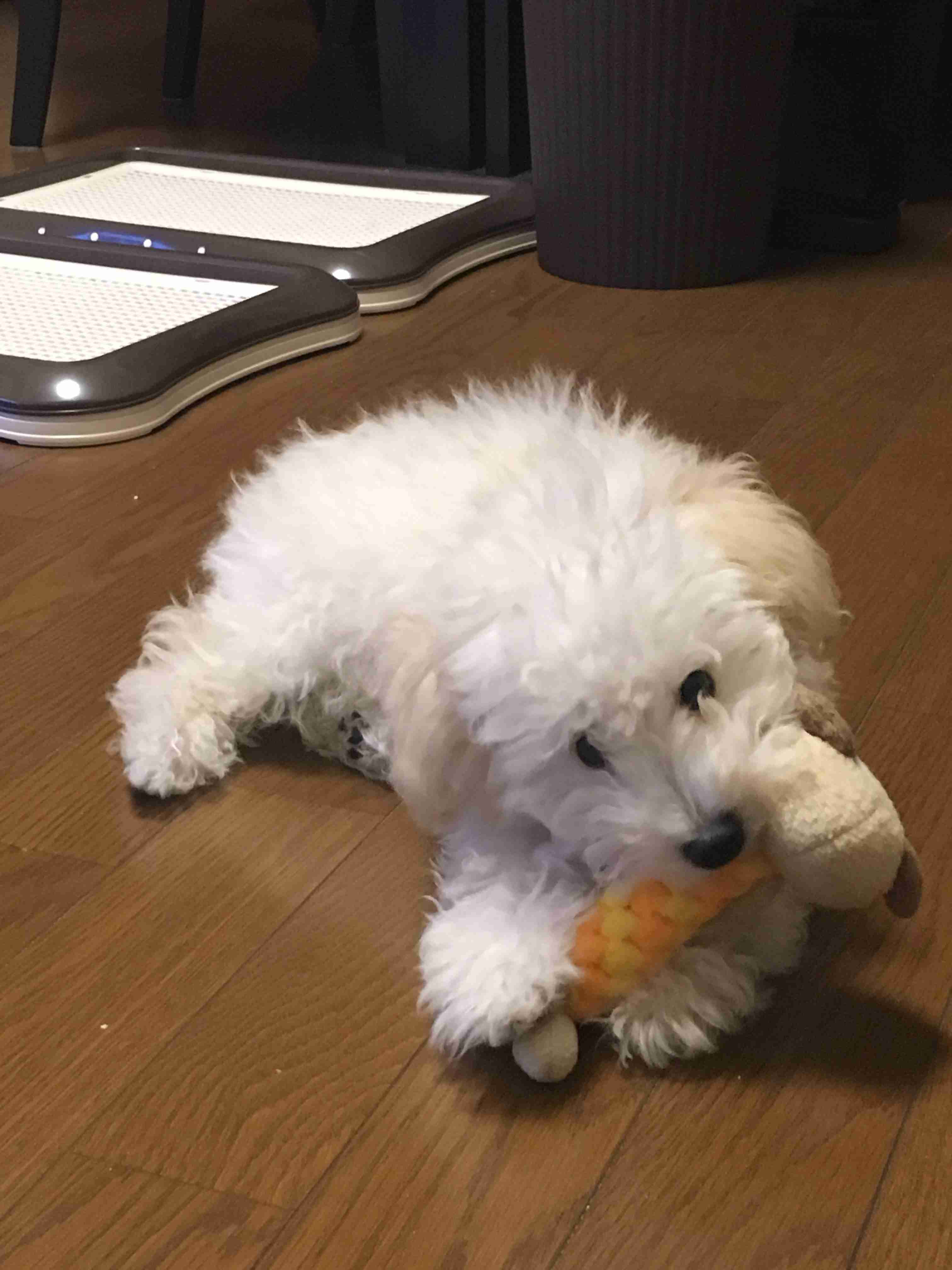 ペットの写真の撮り方を教えてください