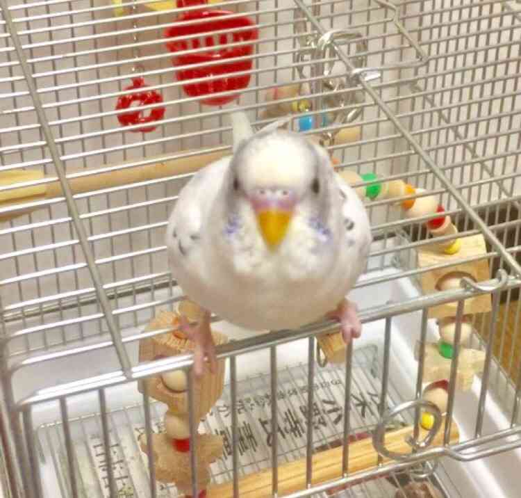ペットの写真の撮り方を教えてください