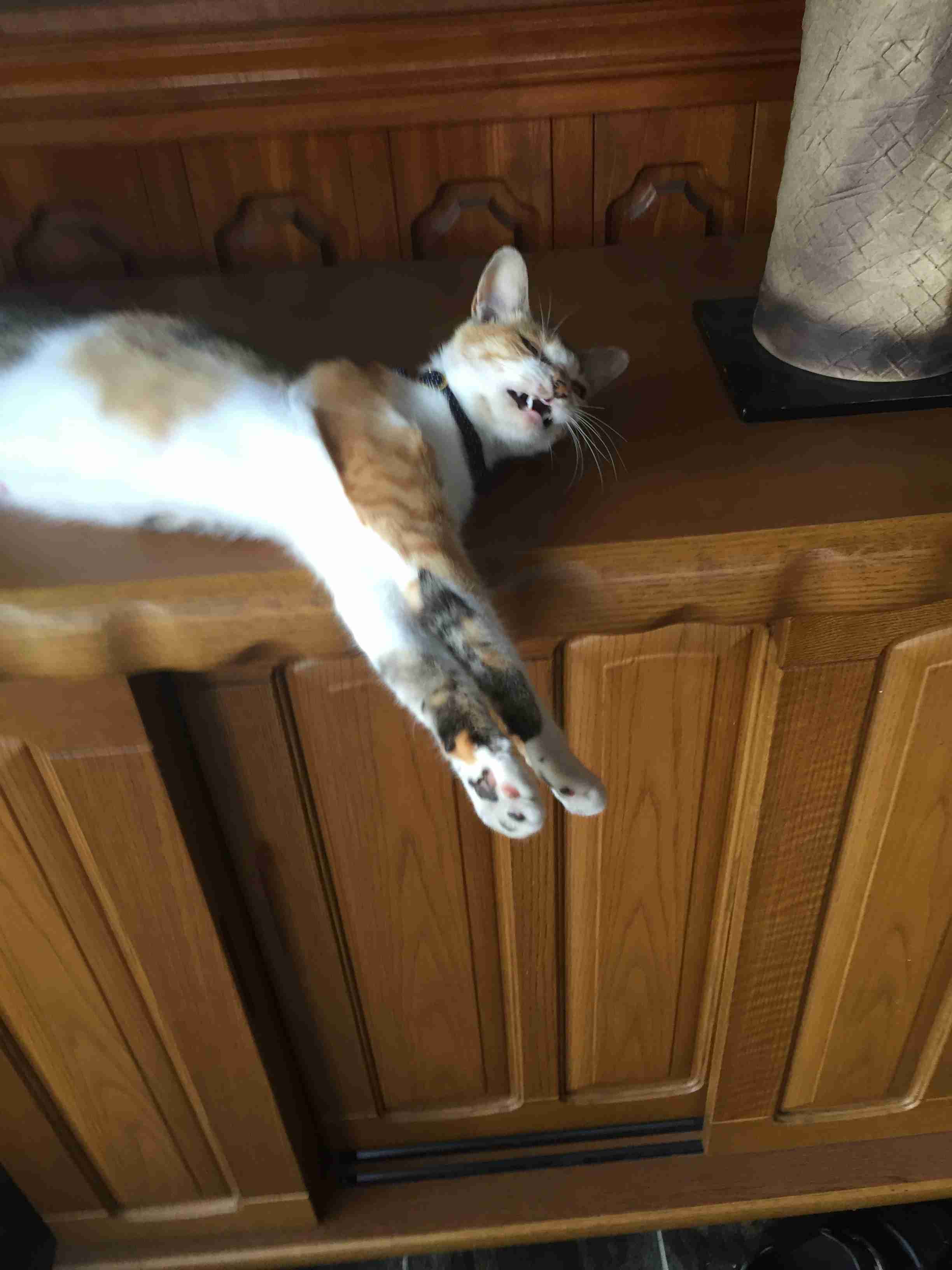 ペットの写真の撮り方を教えてください