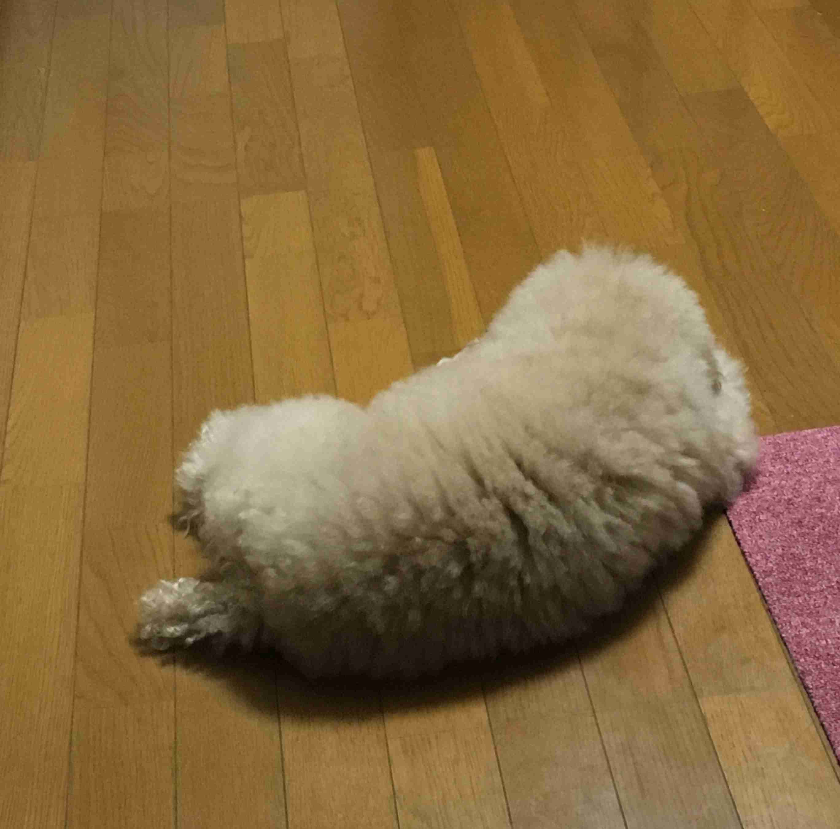 ペットの写真の撮り方を教えてください