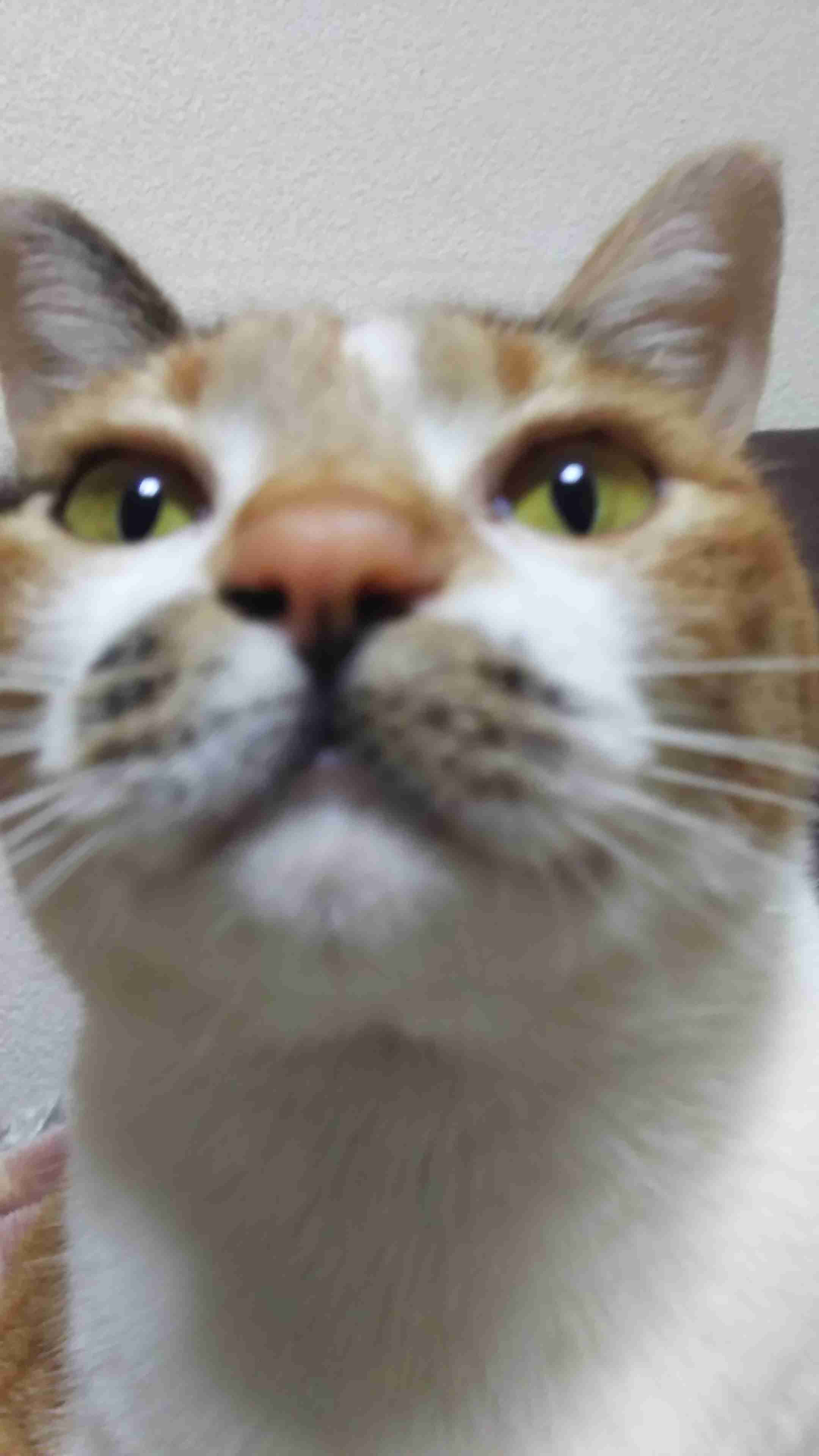 ペットの写真の撮り方を教えてください